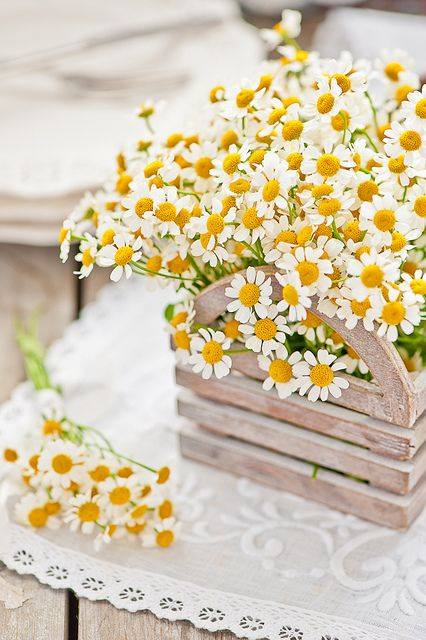 Cúc Tana Hà Lan ấm áp và rực sáng