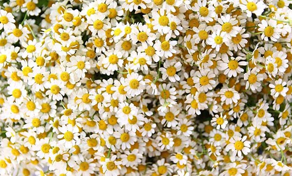 Cúc Tana mặt trời bé nhỏ