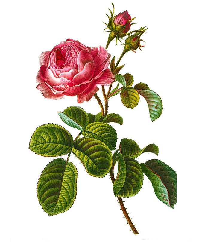 Đặc điểm của hoa hồng