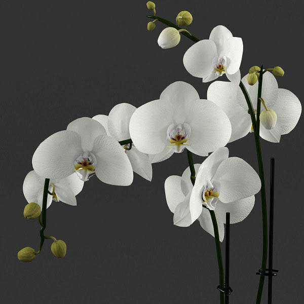 Đặc điểm hoa lan hồ điệp trắng