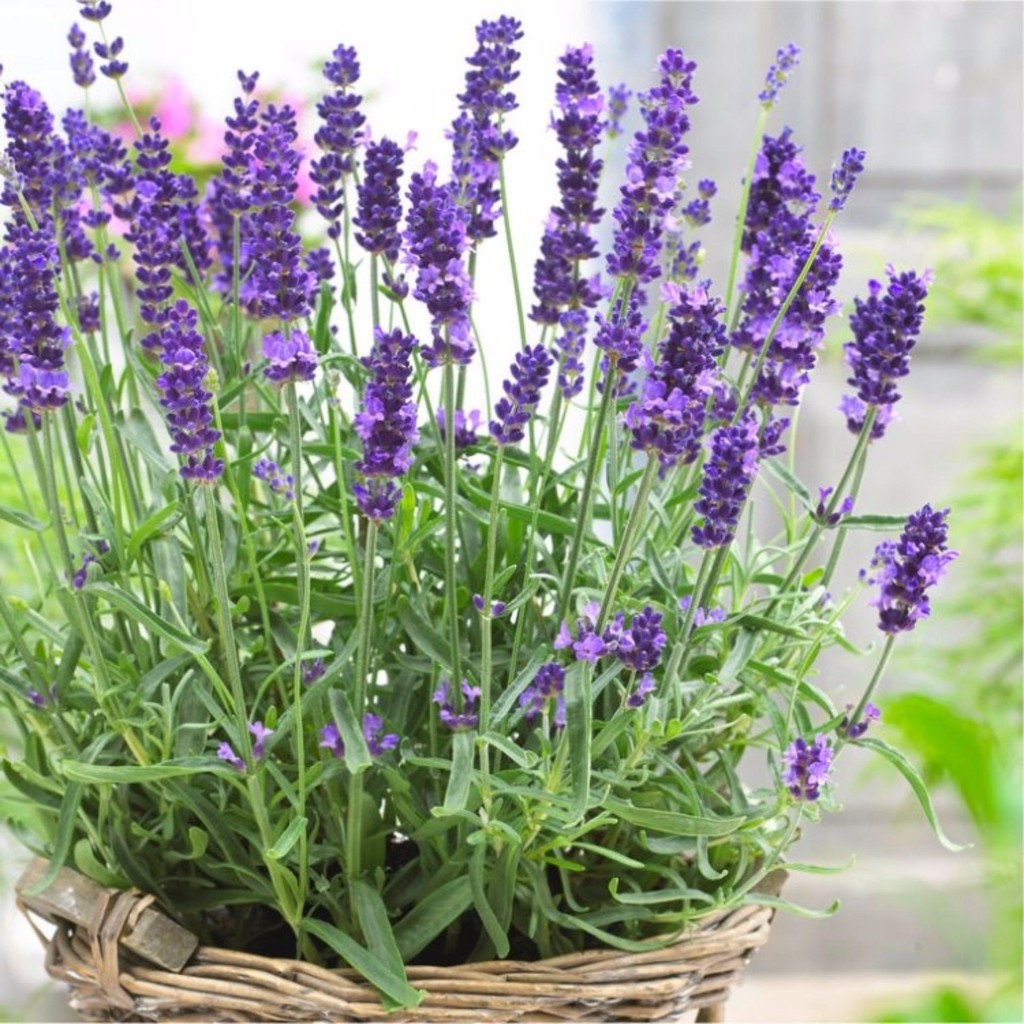 Cây hoa Lanvender là loại cây thân thảo