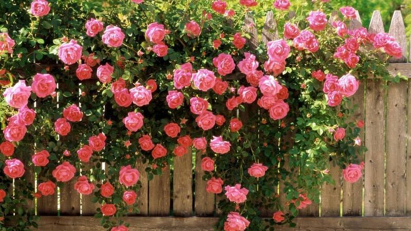 Hoa hồng đẹp nhất Đà Lạt