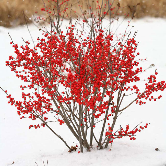Sở dĩ, người Việt thường gọi hoa đào đông vì vào mùa đông, khi cây đã rụng hết lá chỉ còn lại thân, đào đông bắt đầu ra quả đỏ tươi. Đồng thời, loài hoa này cũng rất ưa chuộng thời tiết lạnh, băng giá của mùa đông.