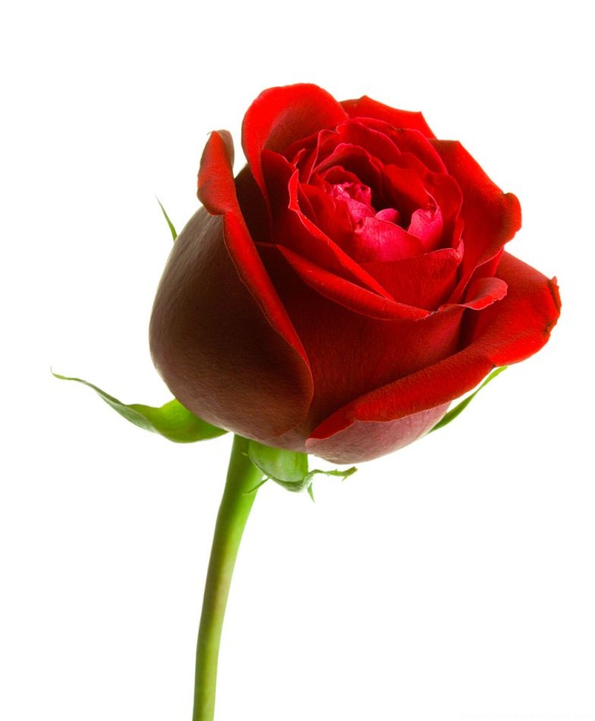 Gía trị của bông hoa hồng do con tim phán xét