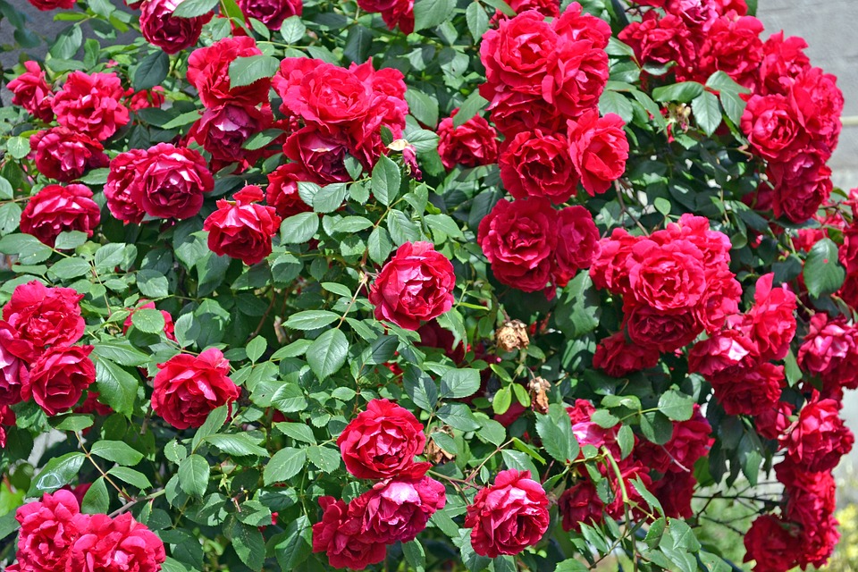 giàn hoa hồng đỏ đẹp đơn giản
