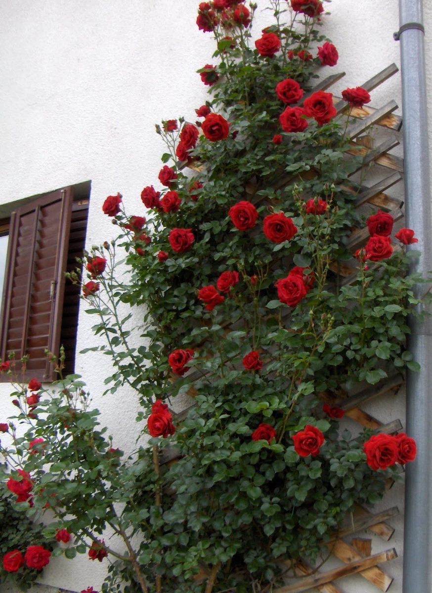 giàn hồng đỏ trong sân nhà