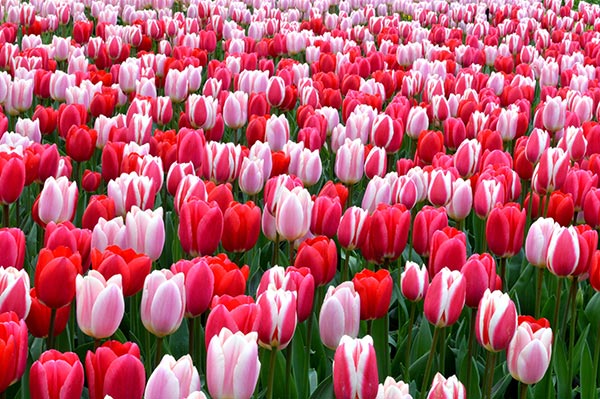 hoa tulip màu hồng