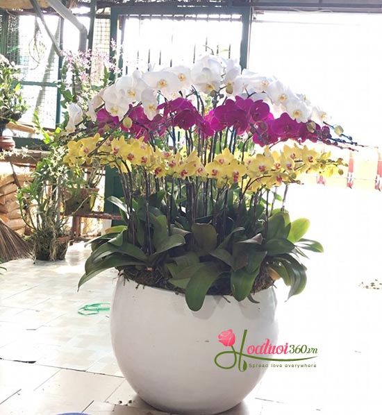 Chậu lan hồ điệp tết kết hợp tím, trắng, vàng vẻ đẹp độc đáo Chậu lan hồ điệp tết kết hợp tím, trắng, vàng vẻ đẹp độc đáo