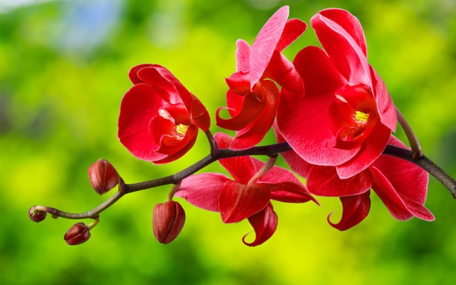 lan hồ điệp đỏ đẹp lan hồ điệp đỏ đẹp vào ngày tết