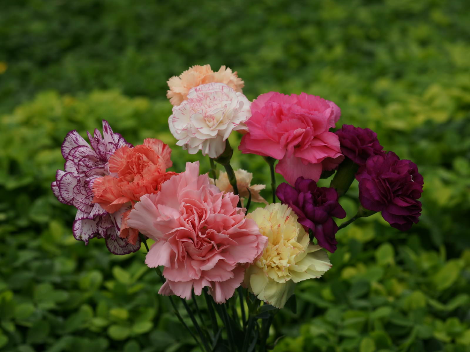 Hình ảnh đẹp về các loài hoa cẩm chướng
