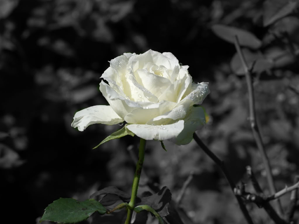 Ý nghĩa hồng trắng - tình yêu bất diệt