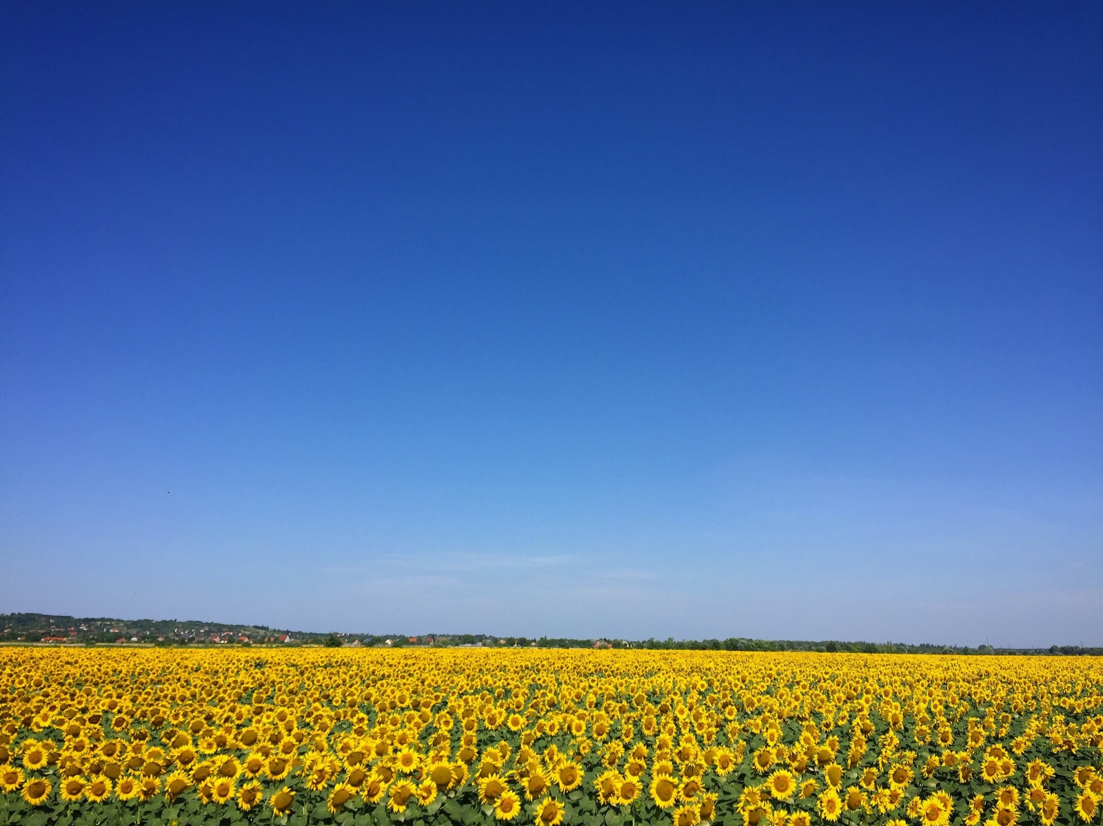 Hình ảnh cánh đồng hoa hướng dương
