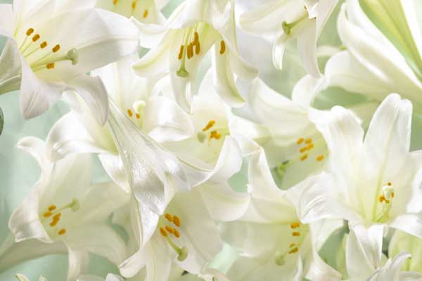 Hình ảnh hoa ly trắng đẹp tinh khiết