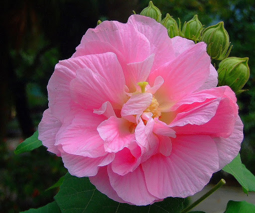 Hoa phù dung hồng ghép