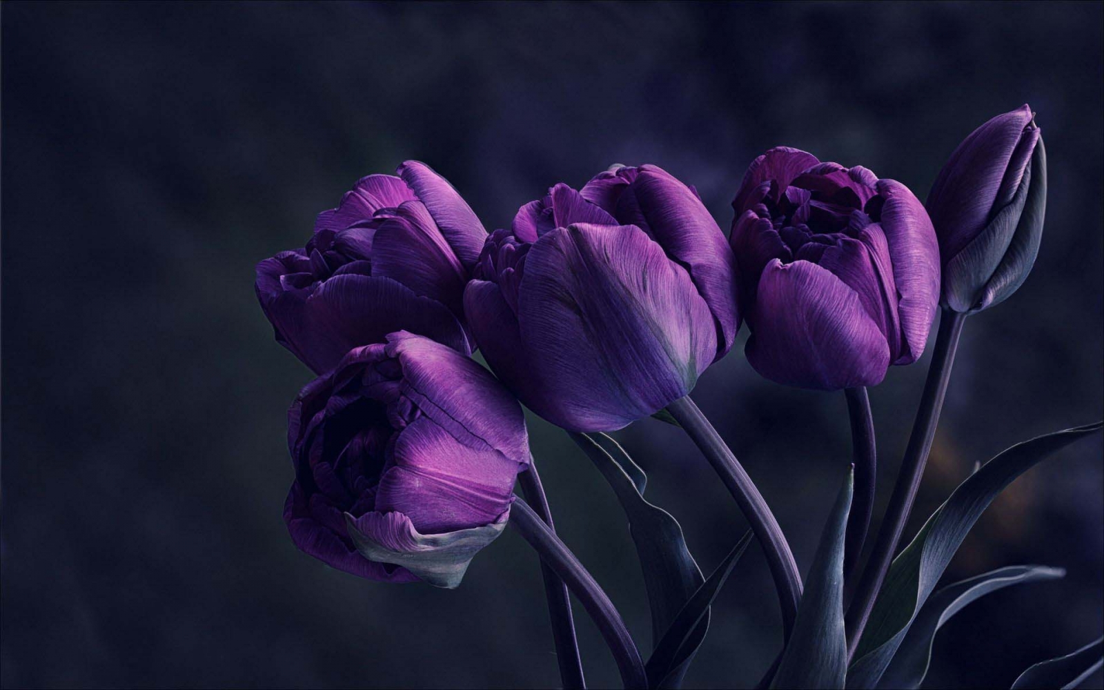 Hình ảnh hoa tulip màu tím đẹp huyền bí