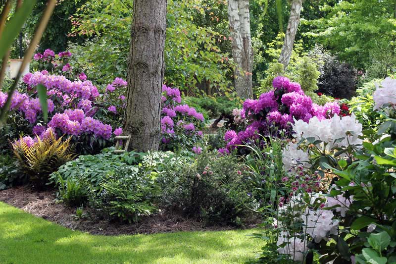 Vườn hoa đỗ quyên tím rực rỡ và ấn tượng nhất