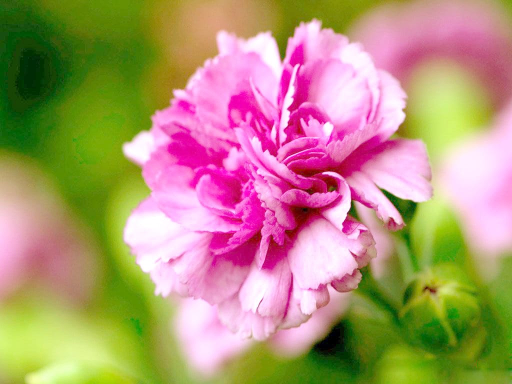 Hình nền hoa cẩm chướng đẹp nhất