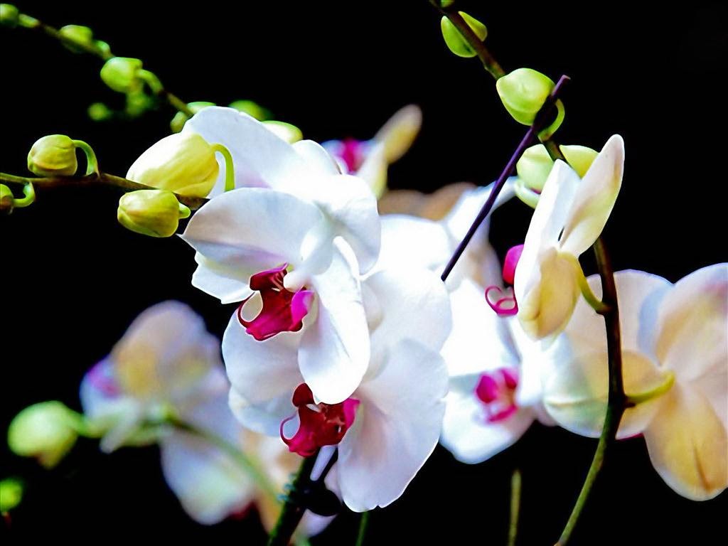 100 hình nền hoa lan đẹp nhất lung linh nhất dành tặng cho bạn