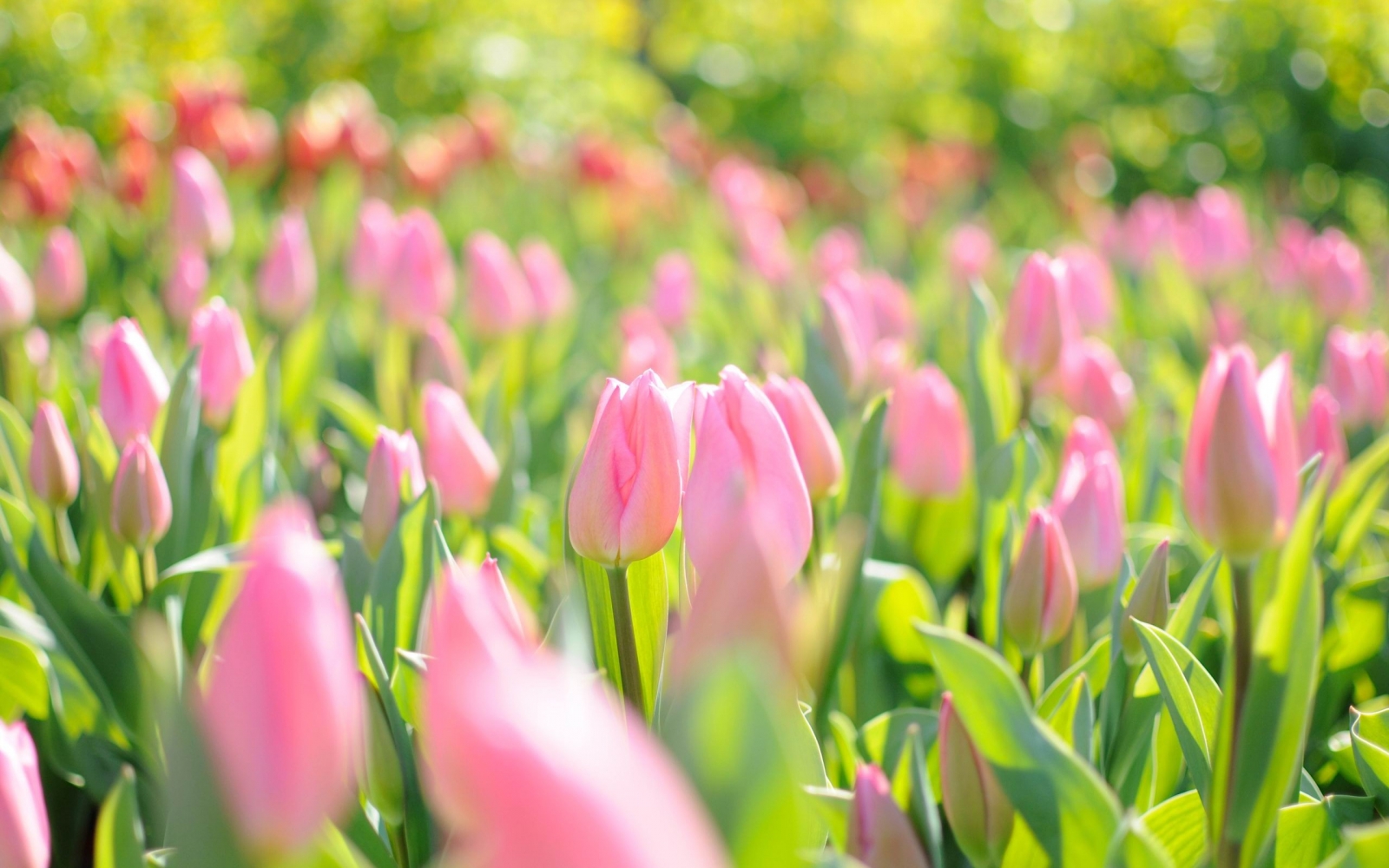 Ngắm hoa tulip đẹp nhất tại vườn hoa Đà Lạt