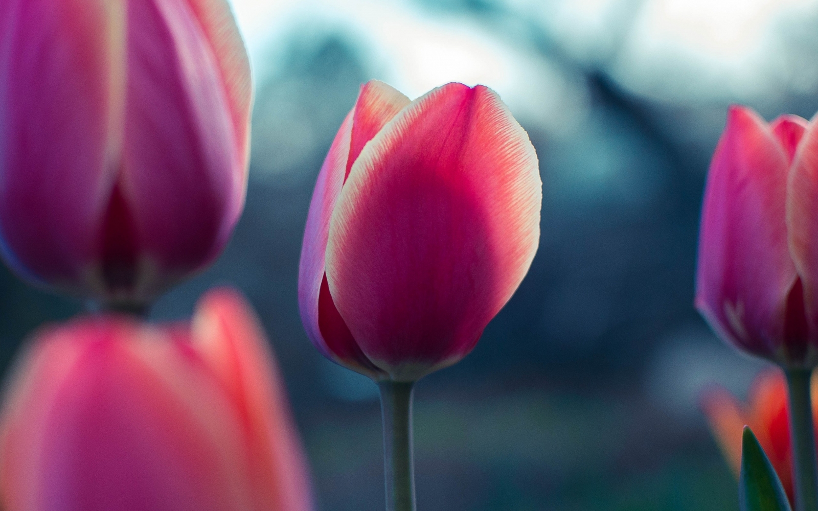 Hình nền Nền Biển Hoa Tulip Màu Hồng Nền, Hoa Tulip, Hồng, Biển Hoa  Background Vector để tải xuống miễn phí - Pngtree