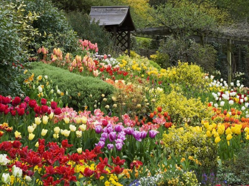Vườn hoa đa sắc màu tulip tại Đà Lạt