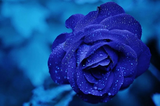 Hoa hồng xanh dương là một sự hiếm có trong tự nhiên
