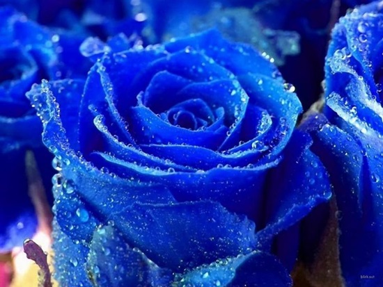 Hoa hồng màu xanh thuộc chi Rosa có màu sắc từ xanh đến tím