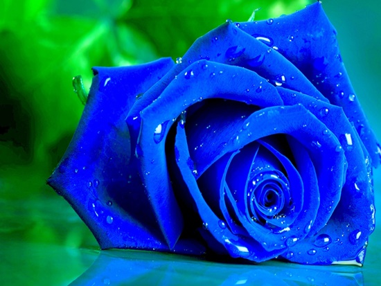 hoa hồng xanh có nghĩa là bí ẩn