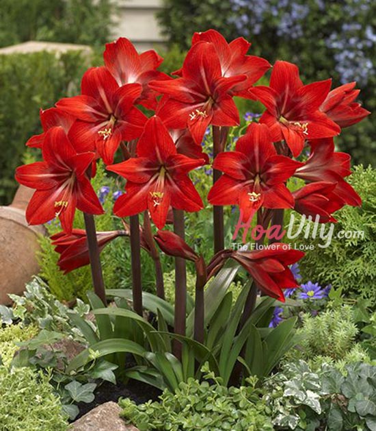 Kỹ thuật trồng hoa loa kèn đỏ