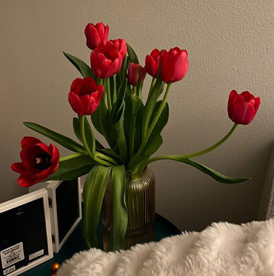 Ý nghĩa hoa Tulip đỏ