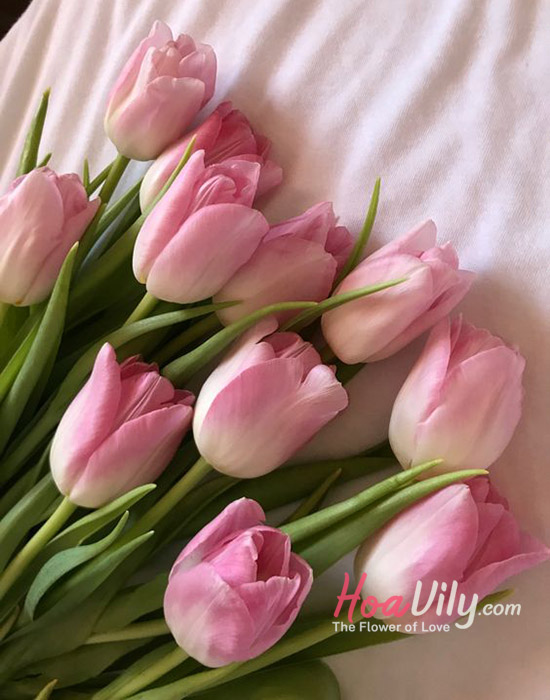 Tất Tần Tật Hoa Tulip Hồng, Giá Hoa Tulip Hồng Đẹp, Giao Hỏa Tốc 24H