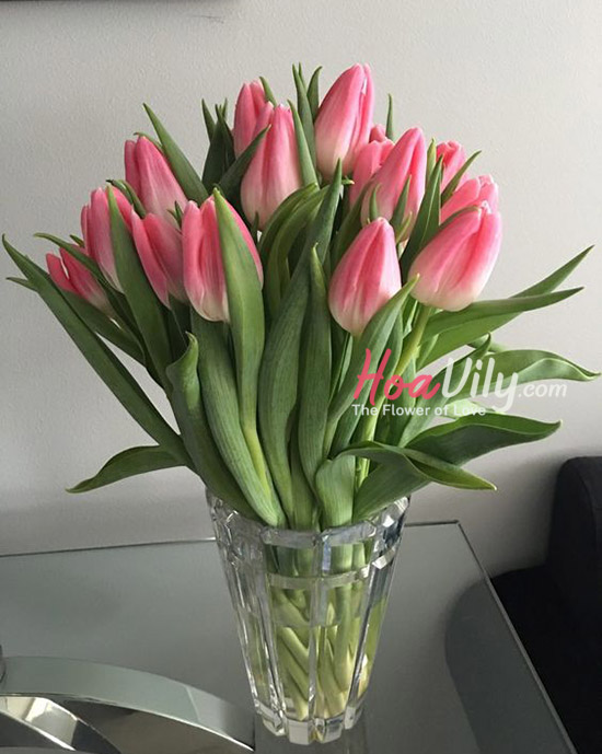 Tất tần tật hoa Tulip hồng, giá hoa Tulip hồng đẹp, giao hỏa tốc 24h