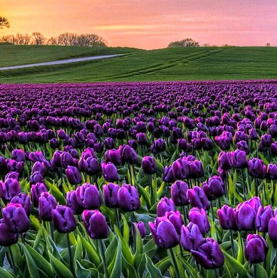 Màu tím tuyền của hoa tulip khiến ai cũng phải say mê và ngưỡng mộ. Bộ sưu tập này mang đến những hình ảnh tươi mới, độc đáo về những bông hoa tulip tím. Điểm nhấn riêng biệt của hoa tulip tím mang đến một cảm giác cộng với vẻ đẹp luôn ngất ngây, tinh tế.