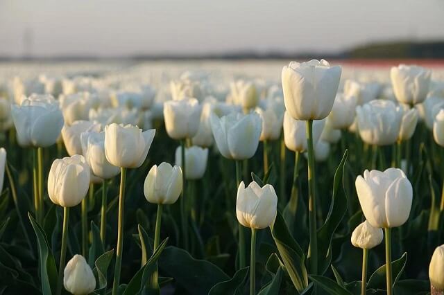 Nguồn gốc hoa Tulip trắng