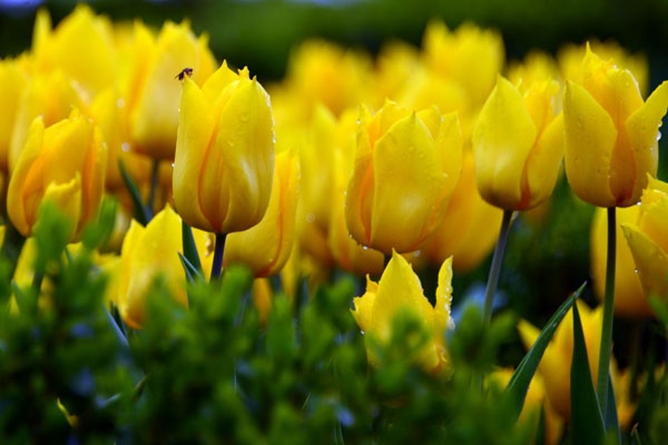 Nguồn gốc hoa Tulip vàng