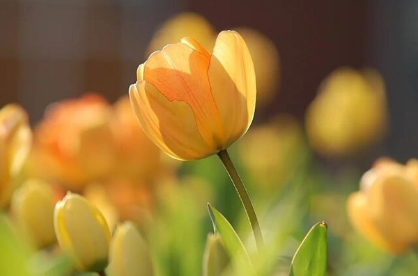 Công dụng của hoa Tulip vàng