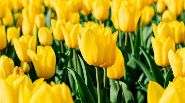 Ý nghĩa của hoa Tulip vàng
