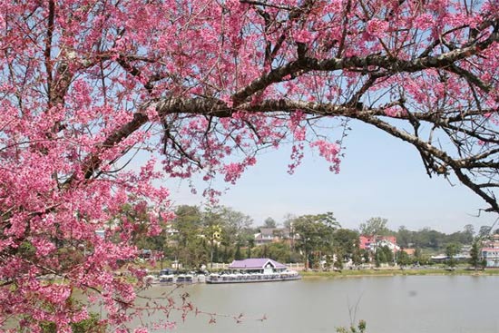 Hoa anh đào Hồ Xuân Hương