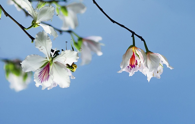 Hoa ban trắng – loài hoa mang cái “hồn” rừng núi Tây Bắc