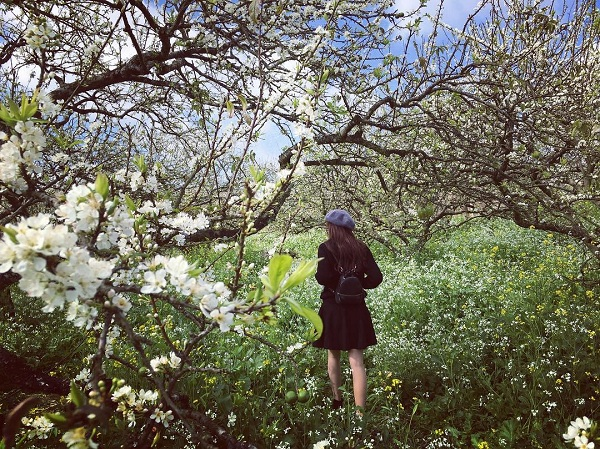 Bạn có ước được bước đi trong khu rừng hoa ban trắng muốt đó không?