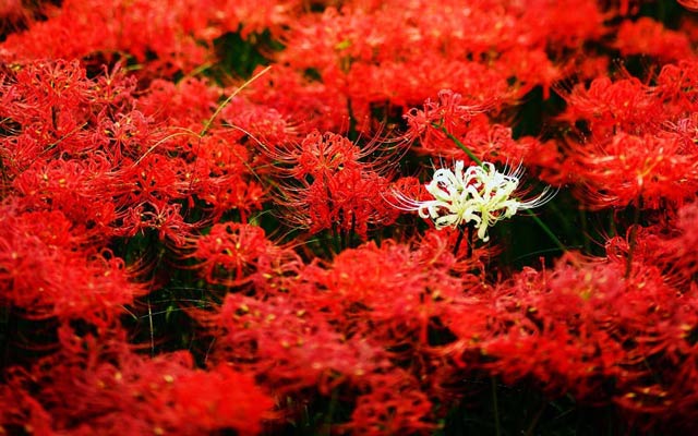 Cánh rừng hoa bỉ ngạn đỏ đẹp