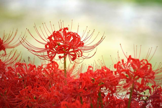 Bông hoa bỉ ngạn màu đỏ đẹp