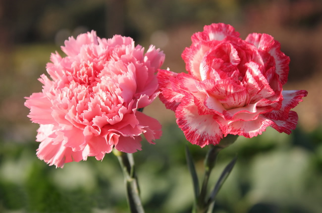 Hoa cẩm chướng mang ý nghĩa gì?