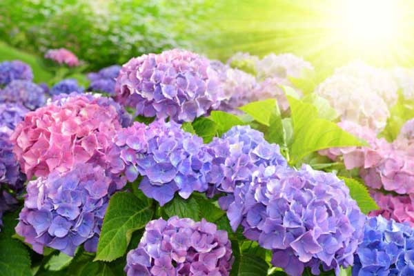 Hoa cẩm tú cầu tượng trưng cho lòng biết ơn và sự chân thành