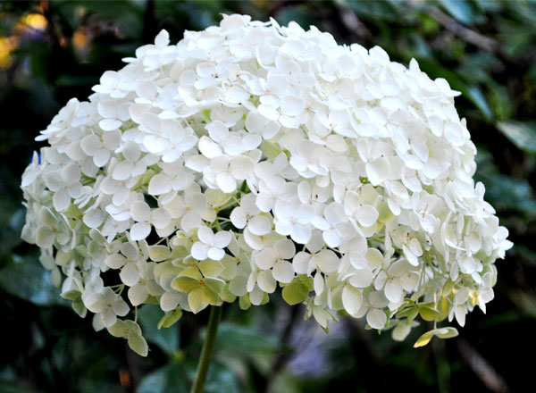 Hoa cẩm tú cầu trắng 