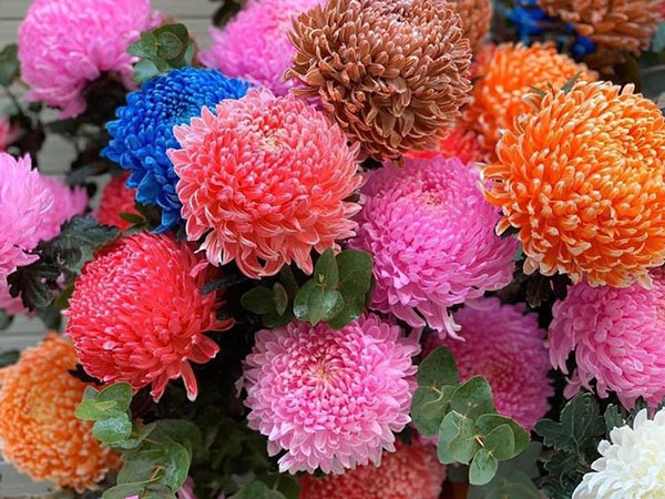 Hoa cúc mẫu đơn có kích thước to, màu sắc đa dạng
