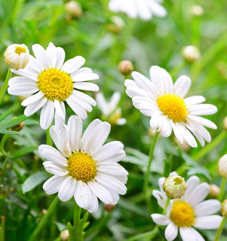 Hoa cúc trắng khi được trang trí trên kệ hoa tang mang ý nghĩa rằng sẽ sớm siêu thoát