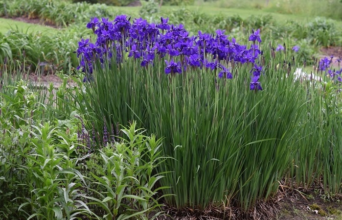 iris là hoa gì