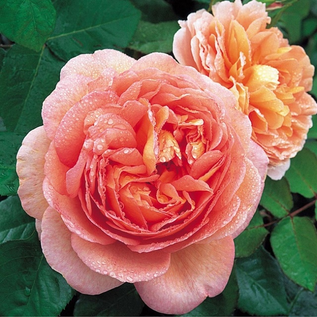Bông hồng cam Abraham Darby 
