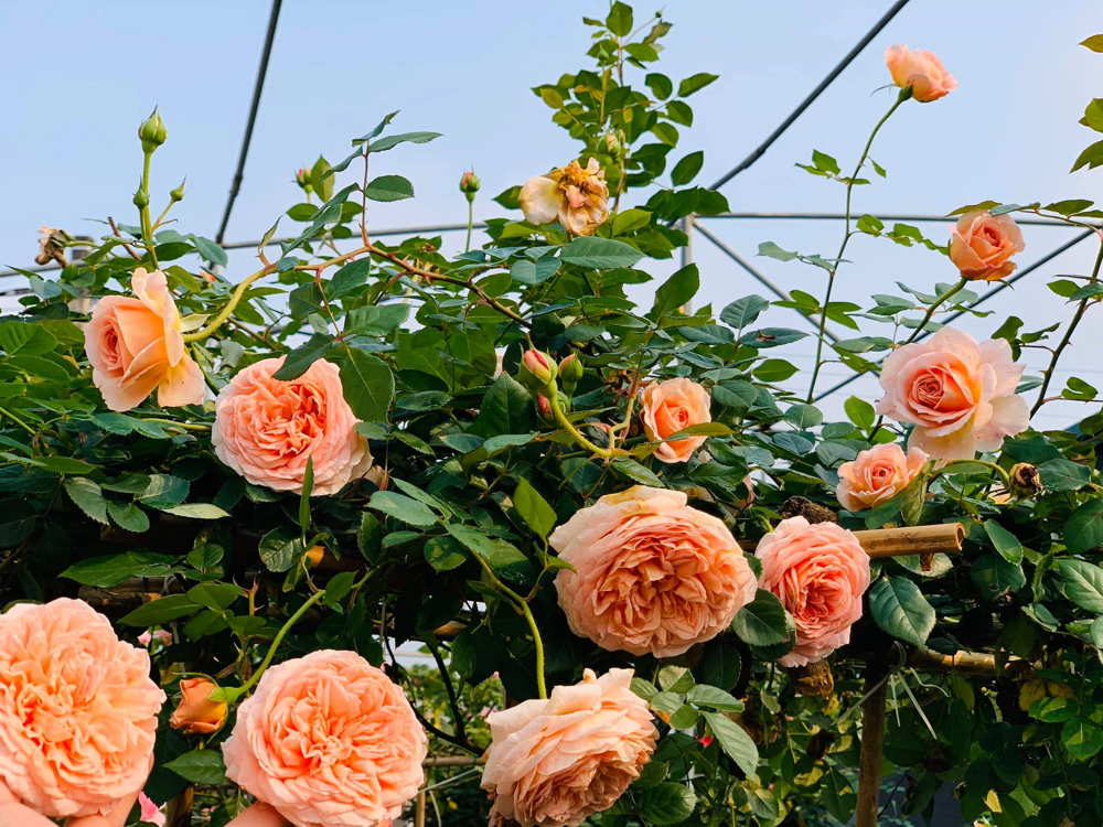 Khu vườn trồng hoa hồng cam Abraham Darby đẹp mê
